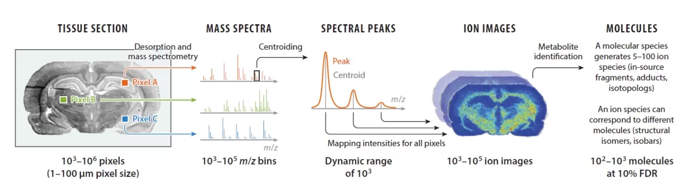 Spatial Metabolomics Data Acquisition Process